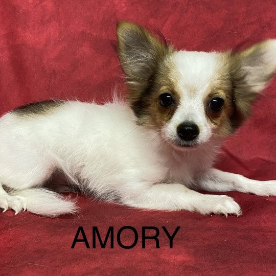 AMORY chihuahua Mâle Chihuahua Poil Long