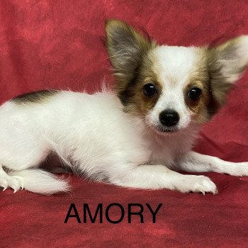 chiot Chihuahua Poil Long AMORY chihuahua Domaine de la Chantelaie chiot Chihuahua Poil Long AMORY chihuahua Domaine de la Chantelaie