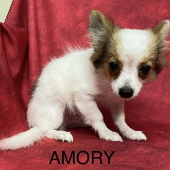 chiot Chihuahua Poil Long AMORY chihuahua Domaine de la Chantelaie chiot Chihuahua Poil Long AMORY chihuahua Domaine de la Chantelaie