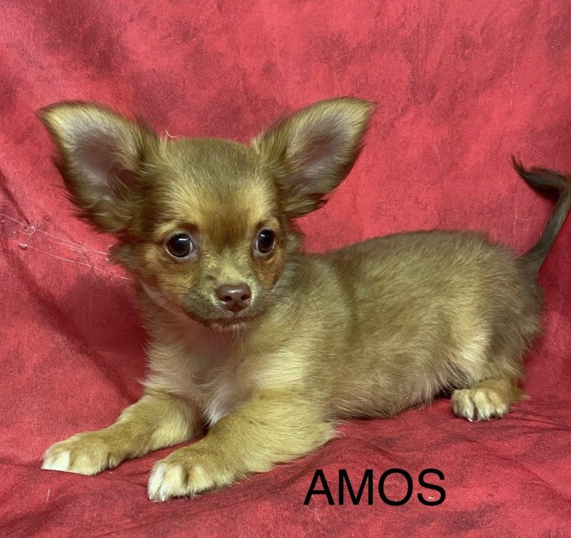 AMOS chihuahua pl Mâle Chihuahua Poil Long
