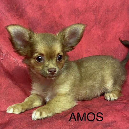 chiot Chihuahua Poil Long AMOS chihuahua pl Domaine de la Chantelaie