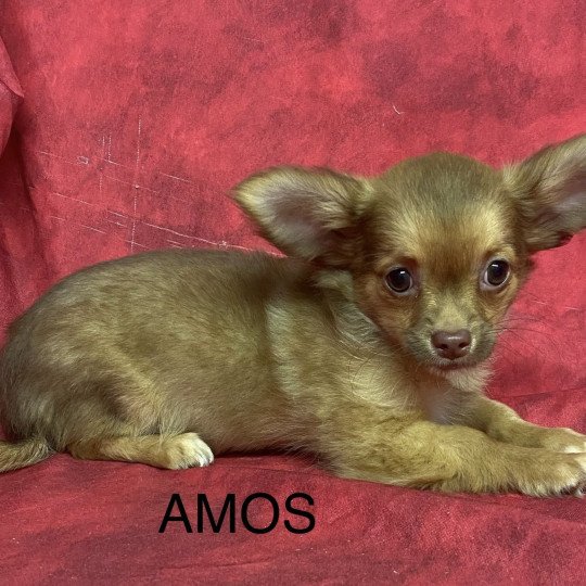 chiot Chihuahua Poil Long AMOS chihuahua pl Domaine de la Chantelaie