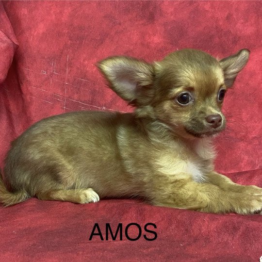 chiot Chihuahua Poil Long AMOS chihuahua pl Domaine de la Chantelaie