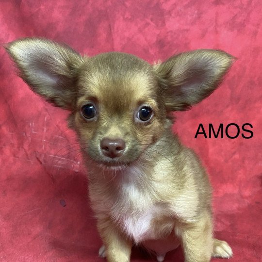 chiot Chihuahua Poil Long AMOS chihuahua pl Domaine de la Chantelaie