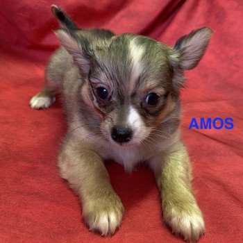 chiot Chihuahua Poil Long AMOS chihuahua pl Domaine de la Chantelaie chiot Chihuahua Poil Long AMOS chihuahua pl Domaine de la Chantelaie
