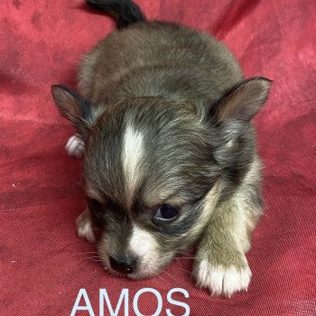 chiot Chihuahua Poil Long AMOS chihuahua pl Domaine de la Chantelaie chiot Chihuahua Poil Long AMOS chihuahua pl Domaine de la Chantelaie