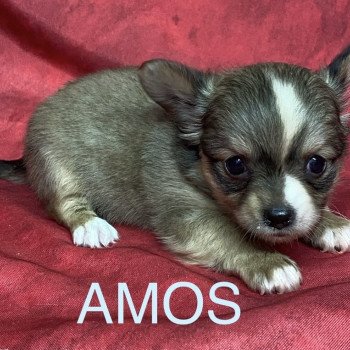 chiot Chihuahua Poil Long AMOS chihuahua pl Domaine de la Chantelaie chiot Chihuahua Poil Long AMOS chihuahua pl Domaine de la Chantelaie