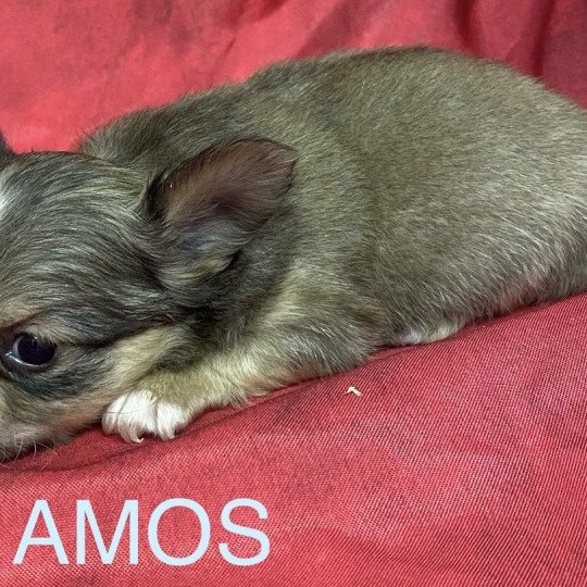 chiot Chihuahua Poil Long AMOS chihuahua pl Domaine de la Chantelaie