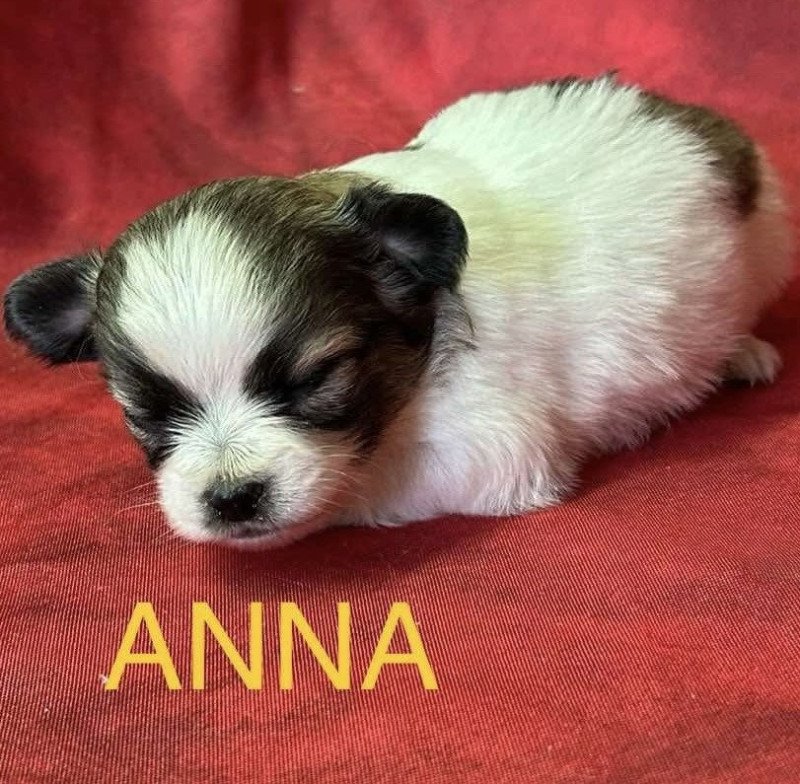ANNA chihuahua à réserver Femelle Chihuahua Poil Long