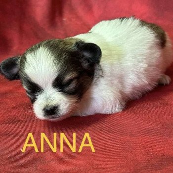 chiot Chihuahua Poil Long ANNA chihuahua à réserver Domaine de la Chantelaie chiot Chihuahua Poil Long ANNA chihuahua à réserver Domaine de la Chantelaie