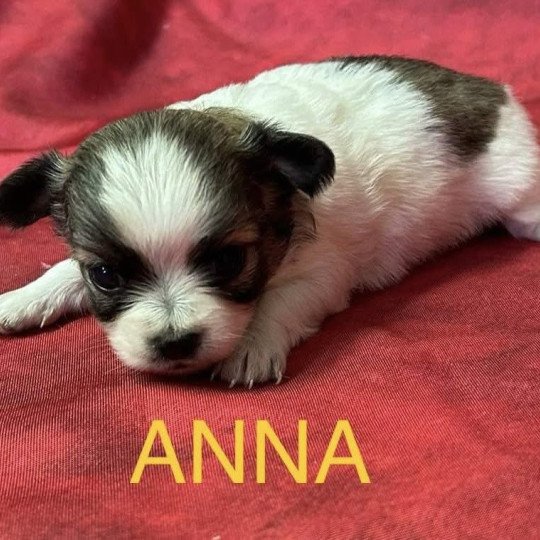 chiot Chihuahua Poil Long ANNA chihuahua à réserver Domaine de la Chantelaie