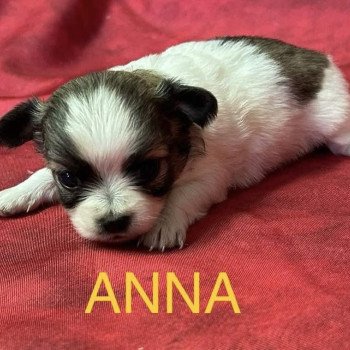 chiot Chihuahua Poil Long ANNA chihuahua à réserver Domaine de la Chantelaie chiot Chihuahua Poil Long ANNA chihuahua à réserver Domaine de la Chantelaie
