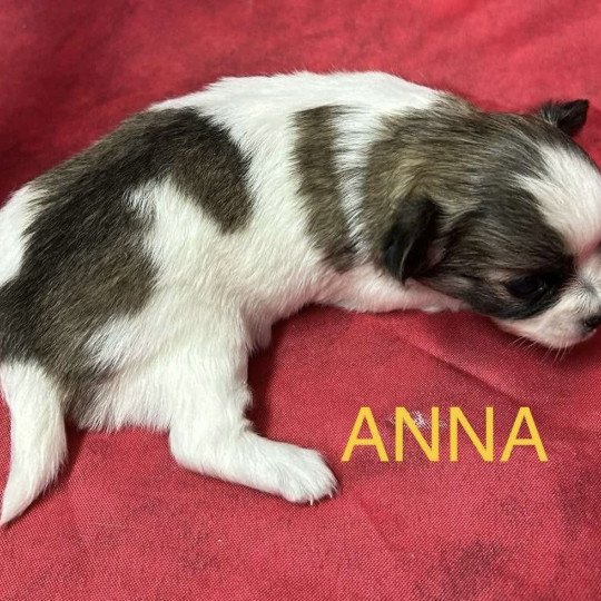 chiot Chihuahua Poil Long ANNA chihuahua à réserver Domaine de la Chantelaie