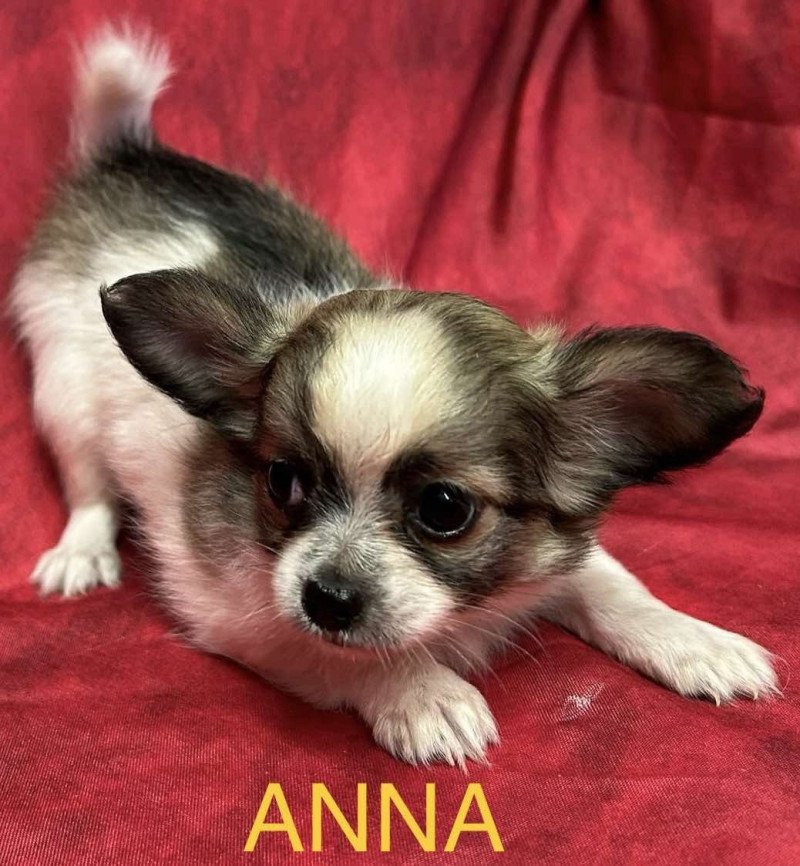 ANNA chihuahua Femelle Chihuahua Poil Long