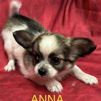 chiot Chihuahua Poil Long ANNA chihuahua Domaine de la Chantelaie chiot Chihuahua Poil Long ANNA chihuahua Domaine de la Chantelaie