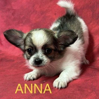 chiot Chihuahua Poil Long ANNA chihuahua Domaine de la Chantelaie chiot Chihuahua Poil Long ANNA chihuahua Domaine de la Chantelaie
