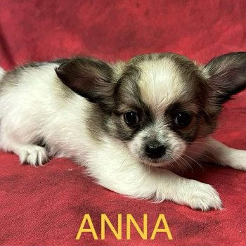 chiot Chihuahua Poil Long ANNA chihuahua Domaine de la Chantelaie chiot Chihuahua Poil Long ANNA chihuahua Domaine de la Chantelaie