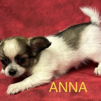 chiot Chihuahua Poil Long ANNA chihuahua Domaine de la Chantelaie chiot Chihuahua Poil Long ANNA chihuahua Domaine de la Chantelaie