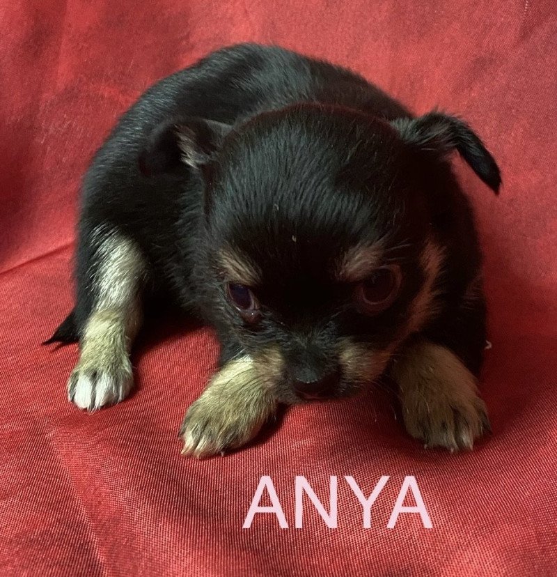 ANYA chihuahua à réserver Femelle Chihuahua Poil Long