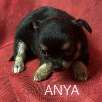 chiot Chihuahua Poil Long ANYA chihuahua à réserver Domaine de la Chantelaie chiot Chihuahua Poil Long ANYA chihuahua à réserver Domaine de la Chantelaie