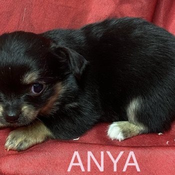 chiot Chihuahua Poil Long ANYA chihuahua à réserver Domaine de la Chantelaie chiot Chihuahua Poil Long ANYA chihuahua à réserver Domaine de la Chantelaie