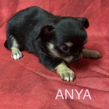 chiot Chihuahua Poil Long ANYA chihuahua à réserver Domaine de la Chantelaie chiot Chihuahua Poil Long ANYA chihuahua à réserver Domaine de la Chantelaie
