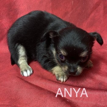 chiot Chihuahua Poil Long ANYA chihuahua à réserver Domaine de la Chantelaie chiot Chihuahua Poil Long ANYA chihuahua à réserver Domaine de la Chantelaie