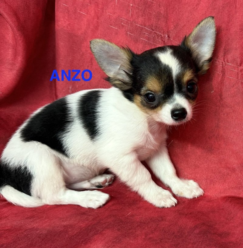 ANZO chihuahua pl Mâle Chihuahua Poil Long