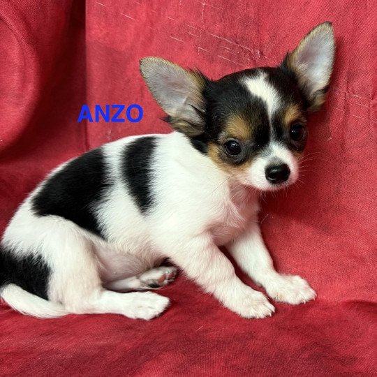 chiot Chihuahua Poil Long ANZO chihuahua pl Domaine de la Chantelaie