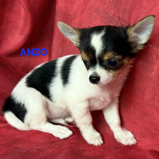 chiot Chihuahua Poil Long ANZO chihuahua pl Domaine de la Chantelaie
