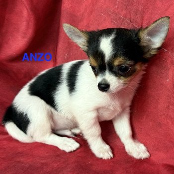 chiot Chihuahua Poil Long ANZO chihuahua pl Domaine de la Chantelaie