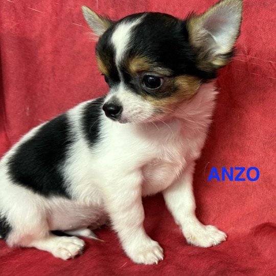 chiot Chihuahua Poil Long ANZO chihuahua pl Domaine de la Chantelaie
