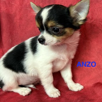 chiot Chihuahua Poil Long ANZO chihuahua pl Domaine de la Chantelaie
