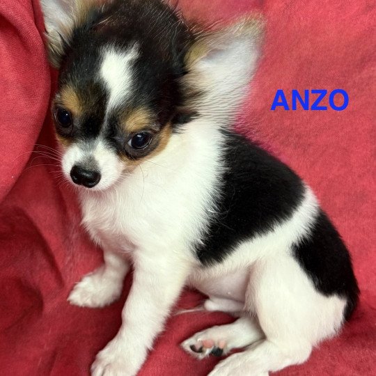 chiot Chihuahua Poil Long ANZO chihuahua pl Domaine de la Chantelaie