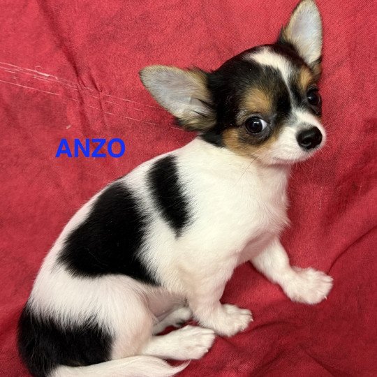 chiot Chihuahua Poil Long ANZO chihuahua pl Domaine de la Chantelaie