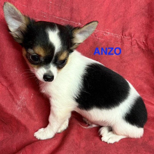 chiot Chihuahua Poil Long ANZO chihuahua pl Domaine de la Chantelaie