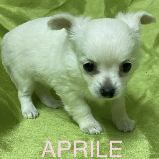 chiot Chihuahua Poil Long APRILE chihuahua à réserver Domaine de la Chantelaie