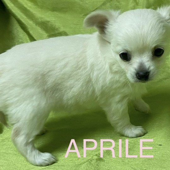 chiot Chihuahua Poil Long APRILE chihuahua à réserver Domaine de la Chantelaie