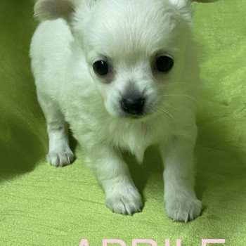 chiot Chihuahua Poil Long APRILE chihuahua à réserver Domaine de la Chantelaie