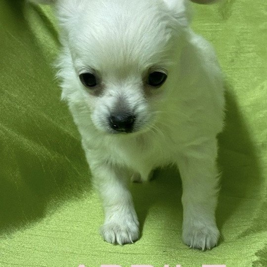 chiot Chihuahua Poil Long APRILE chihuahua à réserver Domaine de la Chantelaie