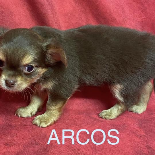 chiot Chihuahua Poil Long ARCOS chihuahua à réserver Domaine de la Chantelaie