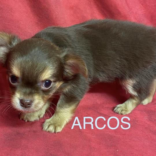 chiot Chihuahua Poil Long ARCOS chihuahua à réserver Domaine de la Chantelaie