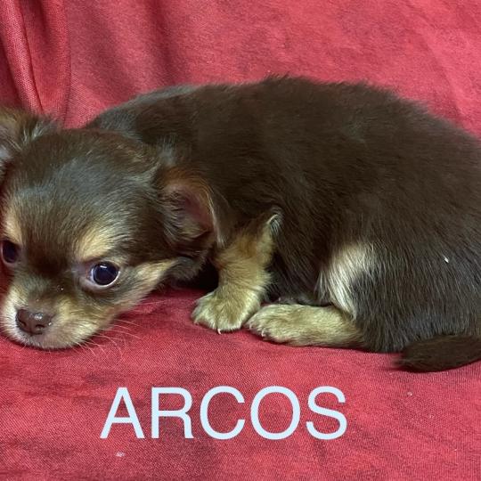chiot Chihuahua Poil Long ARCOS chihuahua à réserver Domaine de la Chantelaie