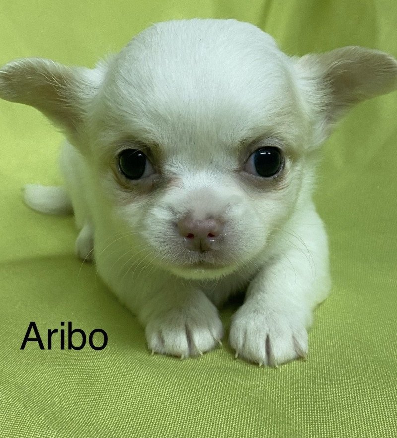 ARIBO chihuahua à réserver Mâle Chihuahua Poil Long