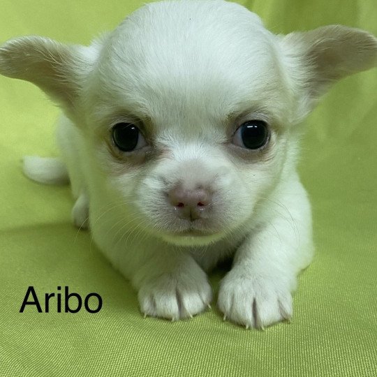 chiot Chihuahua Poil Long ARIBO chihuahua à réserver Domaine de la Chantelaie