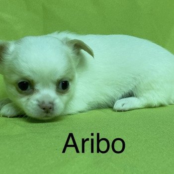 chiot Chihuahua Poil Long ARIBO chihuahua à réserver Domaine de la Chantelaie