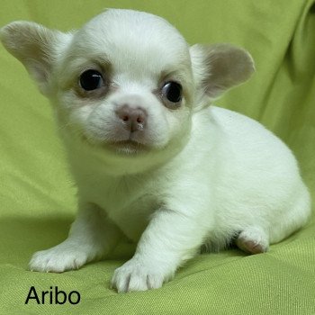 chiot Chihuahua Poil Long ARIBO chihuahua à réserver Domaine de la Chantelaie