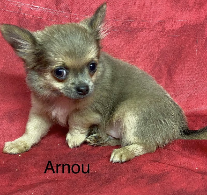 ARNOU chihuahua Mâle Chihuahua Poil Long