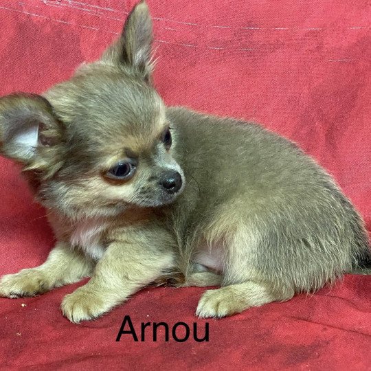 chiot Chihuahua Poil Long ARNOU chihuahua Domaine de la Chantelaie