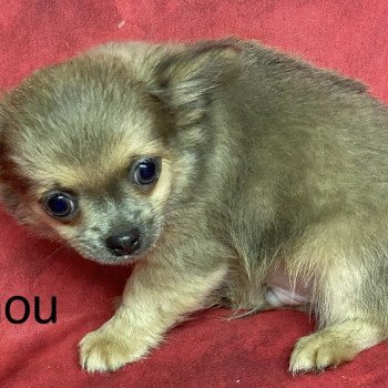 chiot Chihuahua Poil Long ARNOU chihuahua Domaine de la Chantelaie chiot Chihuahua Poil Long ARNOU chihuahua Domaine de la Chantelaie